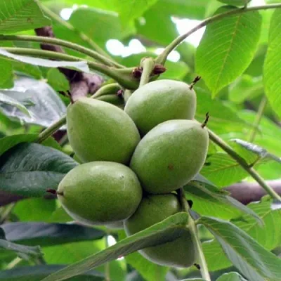 Орех маньчжурский МИЧУРИНЕЦ  Орех маньчжурский МИЧУРИНЕЦ в Махачкале