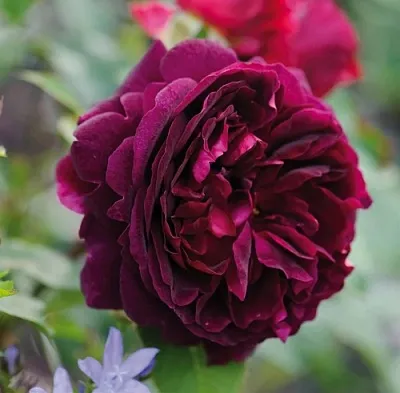 Саженцы роз МАНСТЕД ВУД английская в Махачкале