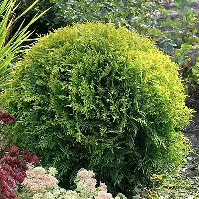 Туя ЕЛЛОУ ГЛОБ западная  Туя ЕЛЛОУ ГЛОБ западная в Махачкале