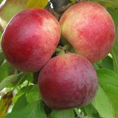 Яблоня БАЛЕРИНА ФЛАМЕНКО колонновидная  Яблоня БАЛЕРИНА ФЛАМЕНКО колонновидная в Махачкале