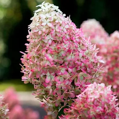 Гортензия РОЯЛ ФЛОВЕР метельчатая  Гортензия РОЯЛ ФЛОВЕР метельчатая в Махачкале