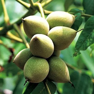 Орех МАНЬЧЖУРСКИЙ  Орех МАНЬЧЖУРСКИЙ в Махачкале