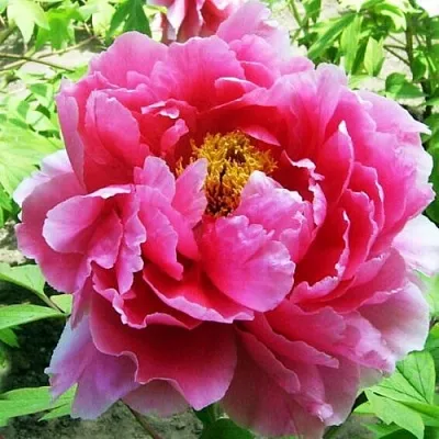 Пион ВОСХОД СОЛНЦА древовидный  Пион ВОСХОД СОЛНЦА древовидный в Махачкале