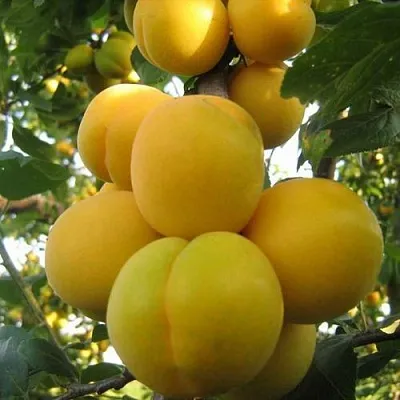 Слива ЛОДВА  Слива ЛОДВА в Махачкале