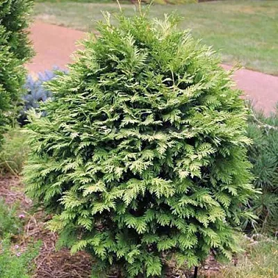 Туя ВАРЕАНА ЛЮТЕСЦЕНС западная  Туя ВАРЕАНА ЛЮТЕСЦЕНС западная в Махачкале