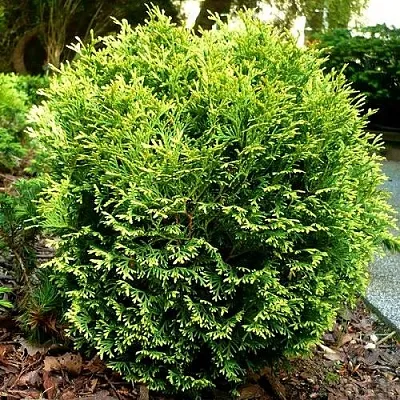 Туя ВОТЕРФИЛД западная  Туя ВОТЕРФИЛД западная в Махачкале