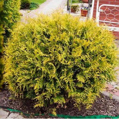 Туя КОЛЛЕРС ГОЛД складчатая  Туя КОЛЛЕРС ГОЛД складчатая в Махачкале