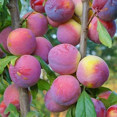 Слива КОЛОННОВИДНАЯ  Слива КОЛОННОВИДНАЯ в Махачкале