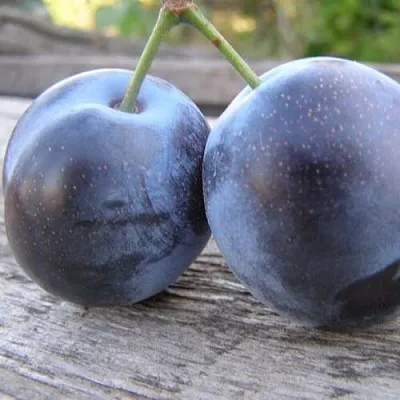 Слива БЛЮФРИ  Слива БЛЮФРИ в Махачкале