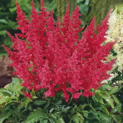 Астильба МОНТГОМЕРИ японская — описание сорта Астильба МОНТГОМЕРИ японская в Махачкале