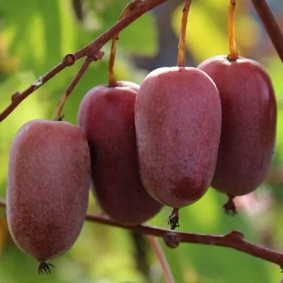 Актинидия ПУРПУРНО САДОВАЯ  аргута  Актинидия ПУРПУРНО САДОВАЯ  аргута в Махачкале