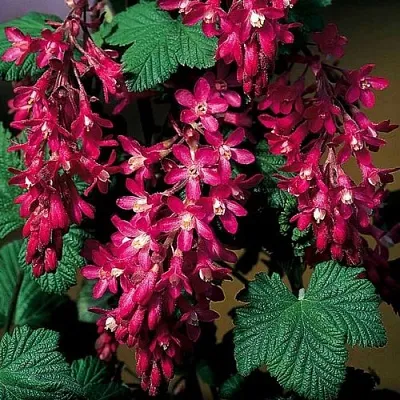 Смородина кроваво-красная в Махачкале