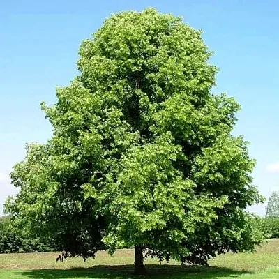 Липа мелколистная  Липа мелколистная в Махачкале