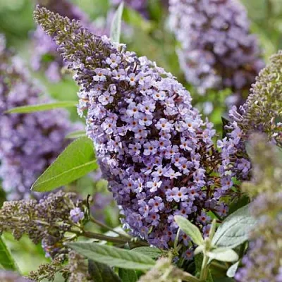 Буддлея давида БАТТЕРФЛЯЙ КАНДИ ЛИЛА СВИТХАРТ  Буддлея давида БАТТЕРФЛЯЙ КАНДИ ЛИЛА СВИТХАРТ в Махачкале