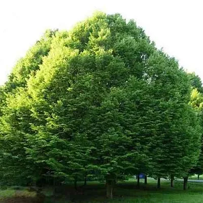 Граб японский  Граб японский в Махачкале