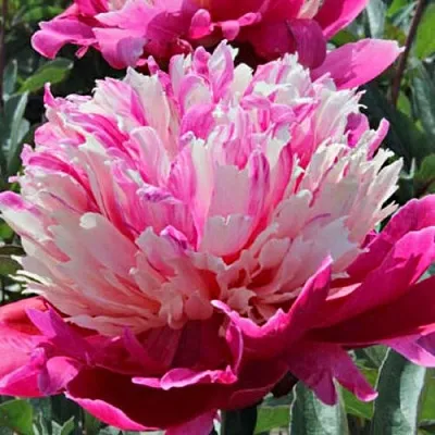 Пион ДЕЙДРИМ травянистый  Пион ДЕЙДРИМ травянистый в Махачкале