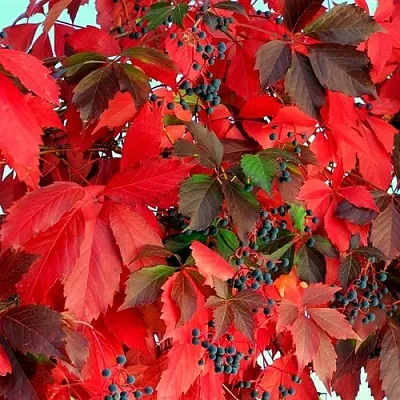 Девичий виноград  Девичий виноград в Махачкале