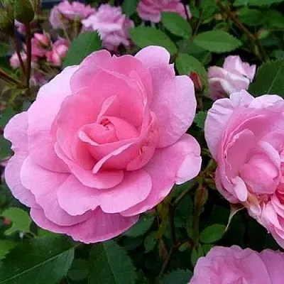 Саженцы роз ДЖОН ДЭВИС плетистая  Саженцы роз ДЖОН ДЭВИС плетистая в Махачкале