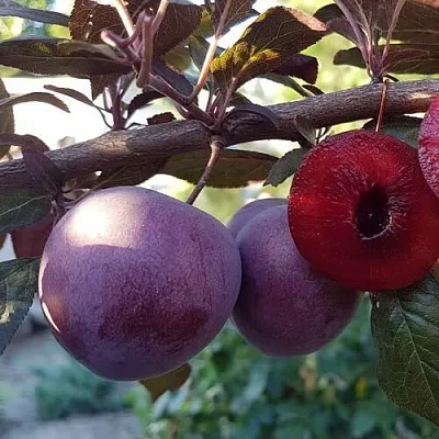 Слива ПАННА   Слива ПАННА  в Махачкале