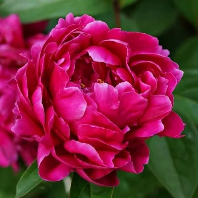 Пион ЛУИ ВАН-ГУТТ травянистый  Пион ЛУИ ВАН-ГУТТ травянистый в Махачкале