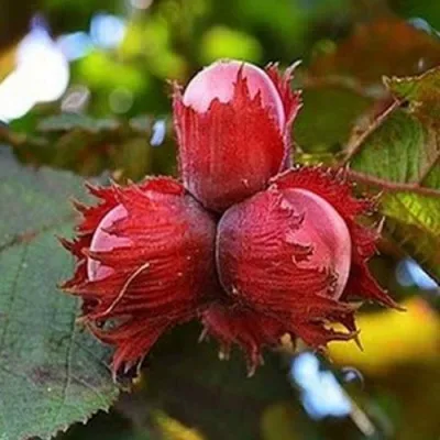 Фундук КРАСНЫЙ ЯНТАРЬ в Махачкале