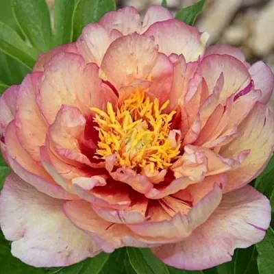 Пион КЭЛЛИС МЕМОРИ ито-гибрид  Пион КЭЛЛИС МЕМОРИ ито-гибрид в Махачкале