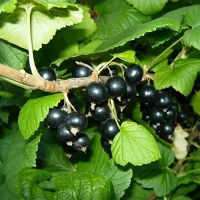 Смородина чёрная БАГИРА — описание сорта Смородина чёрная БАГИРА в Махачкале