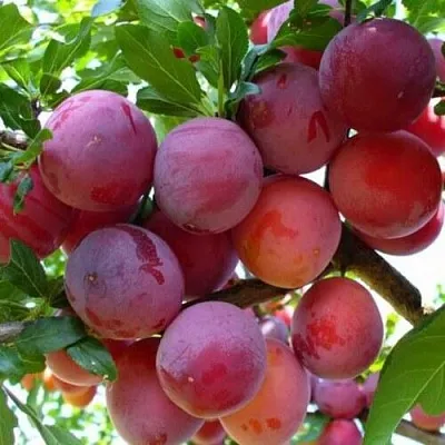 Слива НЕКТАРИННАЯ АРОМАТНАЯ  Слива НЕКТАРИННАЯ АРОМАТНАЯ в Махачкале