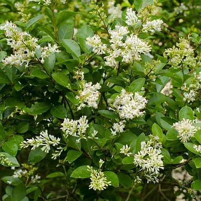 Бирючина  Бирючина в Махачкале