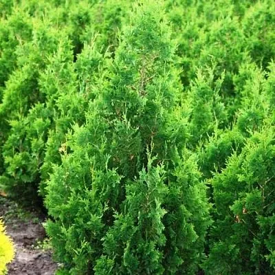 Туя СПИРАЛИС западная  Туя СПИРАЛИС западная в Махачкале