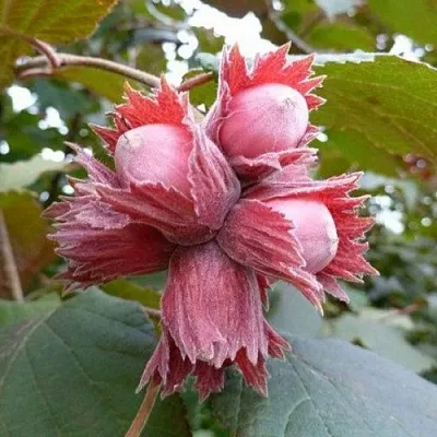 Фундук СКАРЛЕТТ  Фундук СКАРЛЕТТ в Махачкале