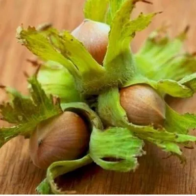 Фундук ГИГАНТ ТАМБОВСКИЙ  Фундук ГИГАНТ ТАМБОВСКИЙ в Махачкале