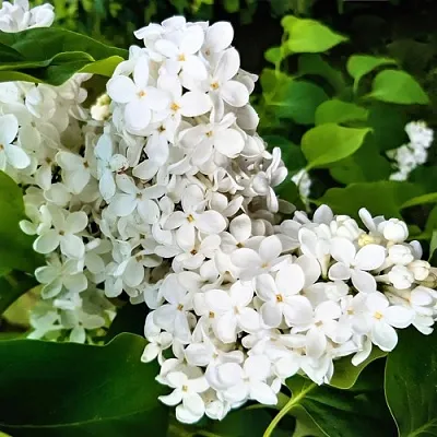 Сирень МАЛЕНЬКИЙ ПРИНЦ в Махачкале