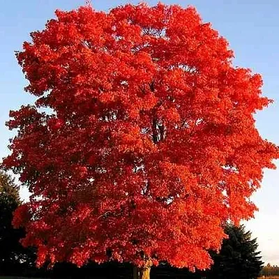 Дуб красный   Дуб красный  в Махачкале