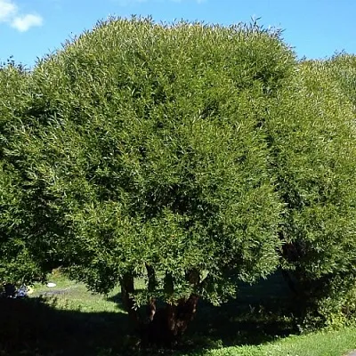 Ива ломкая   Ива ломкая  в Махачкале