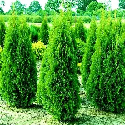 Туя ВИДМАНТ западная  Туя ВИДМАНТ западная в Махачкале