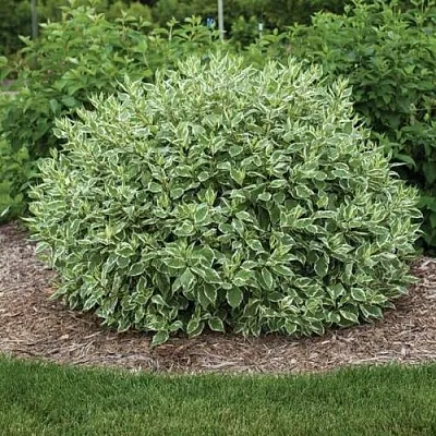 Дерен ЭЛЕГАНТИССИМА белый  Дерен ЭЛЕГАНТИССИМА белый в Махачкале