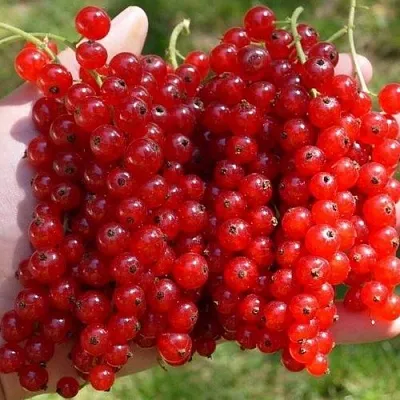 Смородина красная РЕД ПУЛ в Махачкале