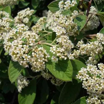 Кизильник пузырчатый в Махачкале