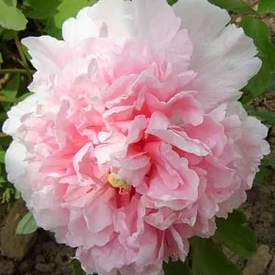 Пион БУКЕТ РОЗОВЫХ ГВОЗДИК древовидный  Пион БУКЕТ РОЗОВЫХ ГВОЗДИК древовидный в Махачкале