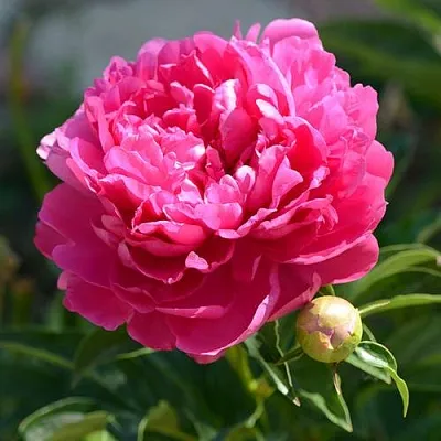 Пион БУШЕЛА травянистый  Пион БУШЕЛА травянистый в Махачкале