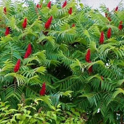 Сумах  Сумах в Махачкале