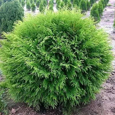 Туя ЛИТЛ ЧЕМПИОН западная  Туя ЛИТЛ ЧЕМПИОН западная в Махачкале