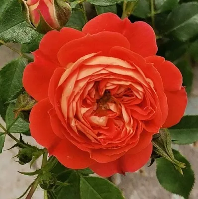 Саженцы роз СТАРЛЕТ РОУЗ КАРМЕН плетистая в Махачкале