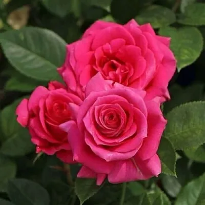 Саженцы роз ЛАВ ЛЕТТЕР флорибунда в Махачкале