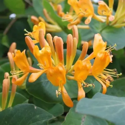 Жимолость ТЕЛЬМАНА в Махачкале