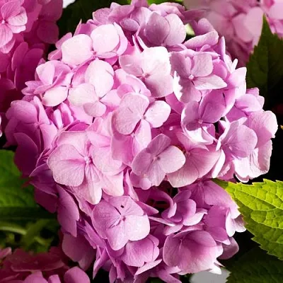 Гортензия БУКЕТ РОУЗ крупнолистная  Гортензия БУКЕТ РОУЗ крупнолистная в Махачкале