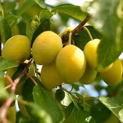 Слива ОЧАКОВСКАЯ ЖЕЛТАЯ  Слива ОЧАКОВСКАЯ ЖЕЛТАЯ в Махачкале