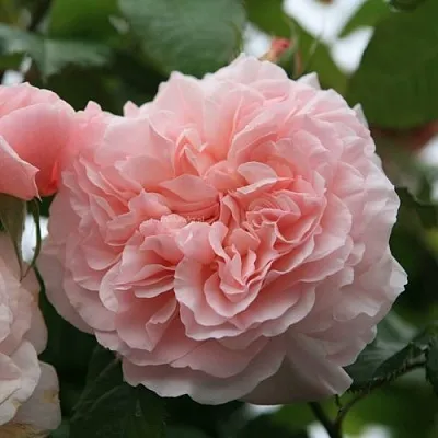 Саженцы роз РОЗ ДЕ ТОЛБИАК плетистая  Саженцы роз РОЗ ДЕ ТОЛБИАК плетистая в Махачкале