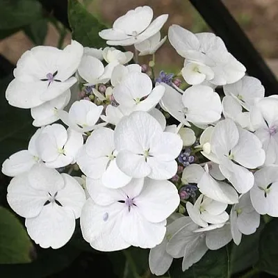 Гортензия ЛИБЕЛЛЕ крупнолистная  Гортензия ЛИБЕЛЛЕ крупнолистная в Махачкале